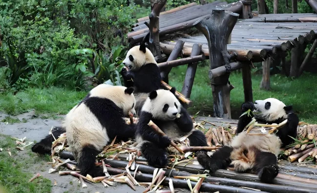 Chengdu Classic One Day Tour : Panda Research Base, Sichuan Hotpot & Cultural Delights