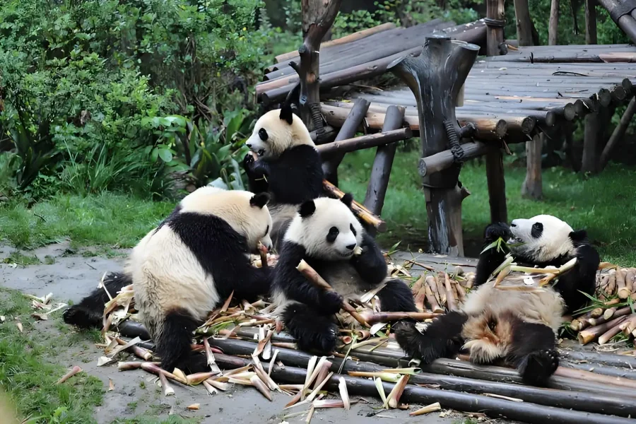 Chengdu Classic One Day Tour : Panda Research Base, Sichuan Hotpot & Cultural Delights